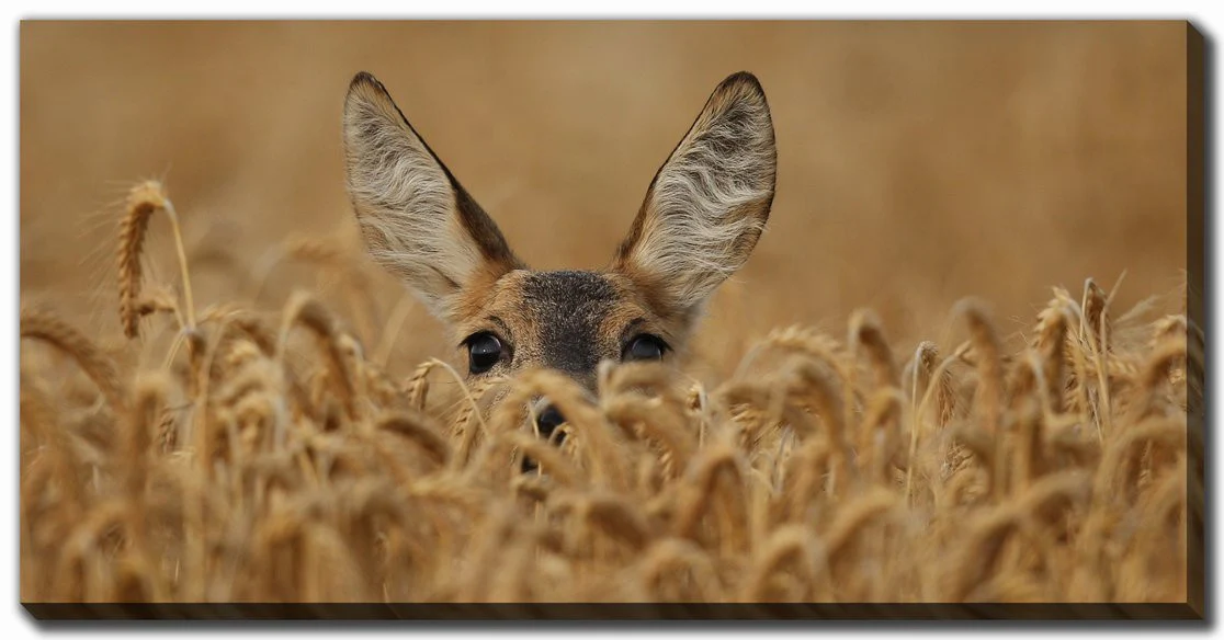 Curious Wonderer Wall Art - Brown - 30 X 60